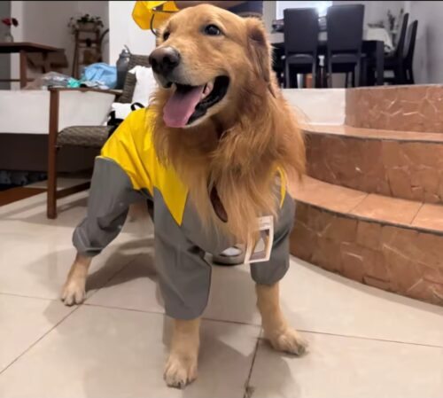 Pet dog raincoat tail all-inclusive waterproof photo review