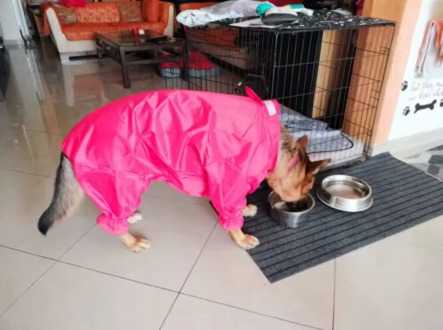Pet dog raincoat tail all-inclusive waterproof photo review