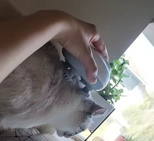 Household Cat Pet Head Massager Home photo review