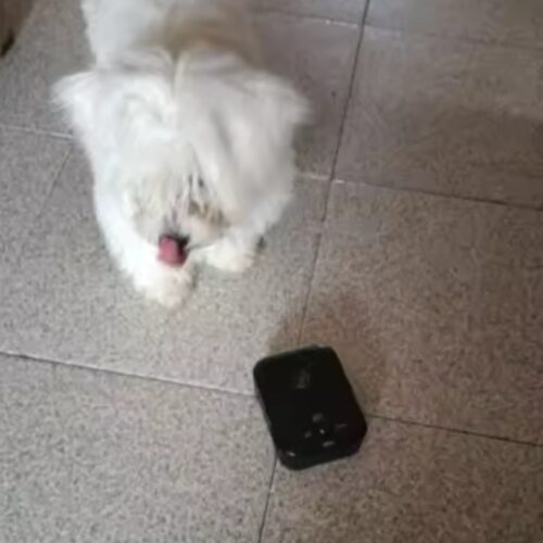 Ultrasonic Anti-Barking Device for Dogs photo review