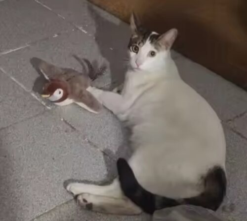Interactive Chirping Bird Toy for Indoor Cats photo review